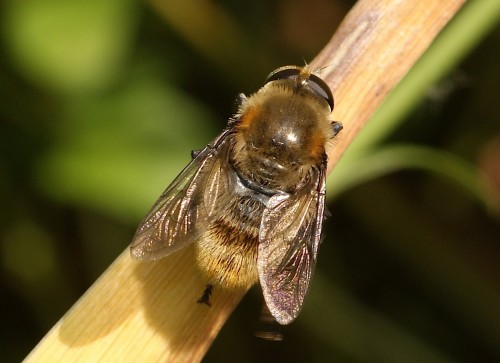 Merodon equestris