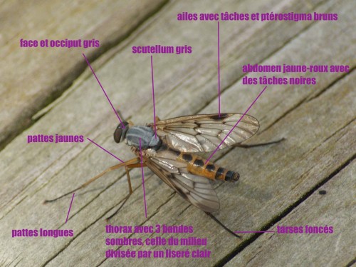 Rhagio scolopaceus
