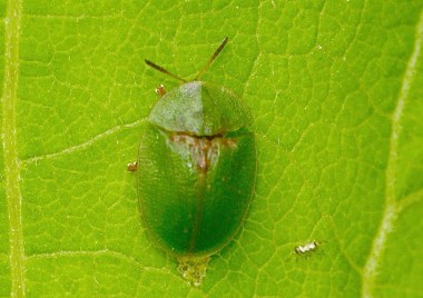 Cassida rubiginosa