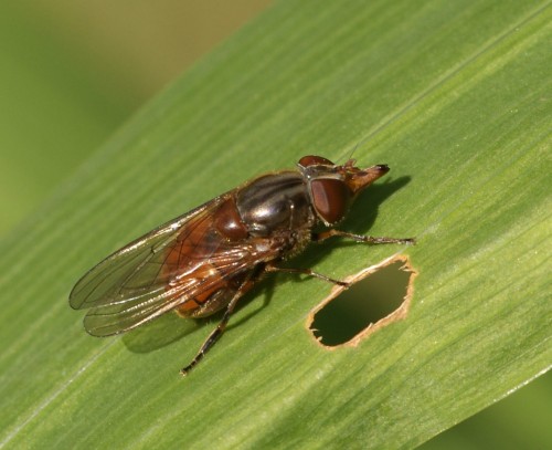 Rhingia campestris