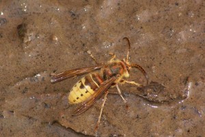 Vespa crabro