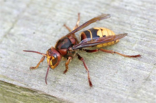 Vespa crabro