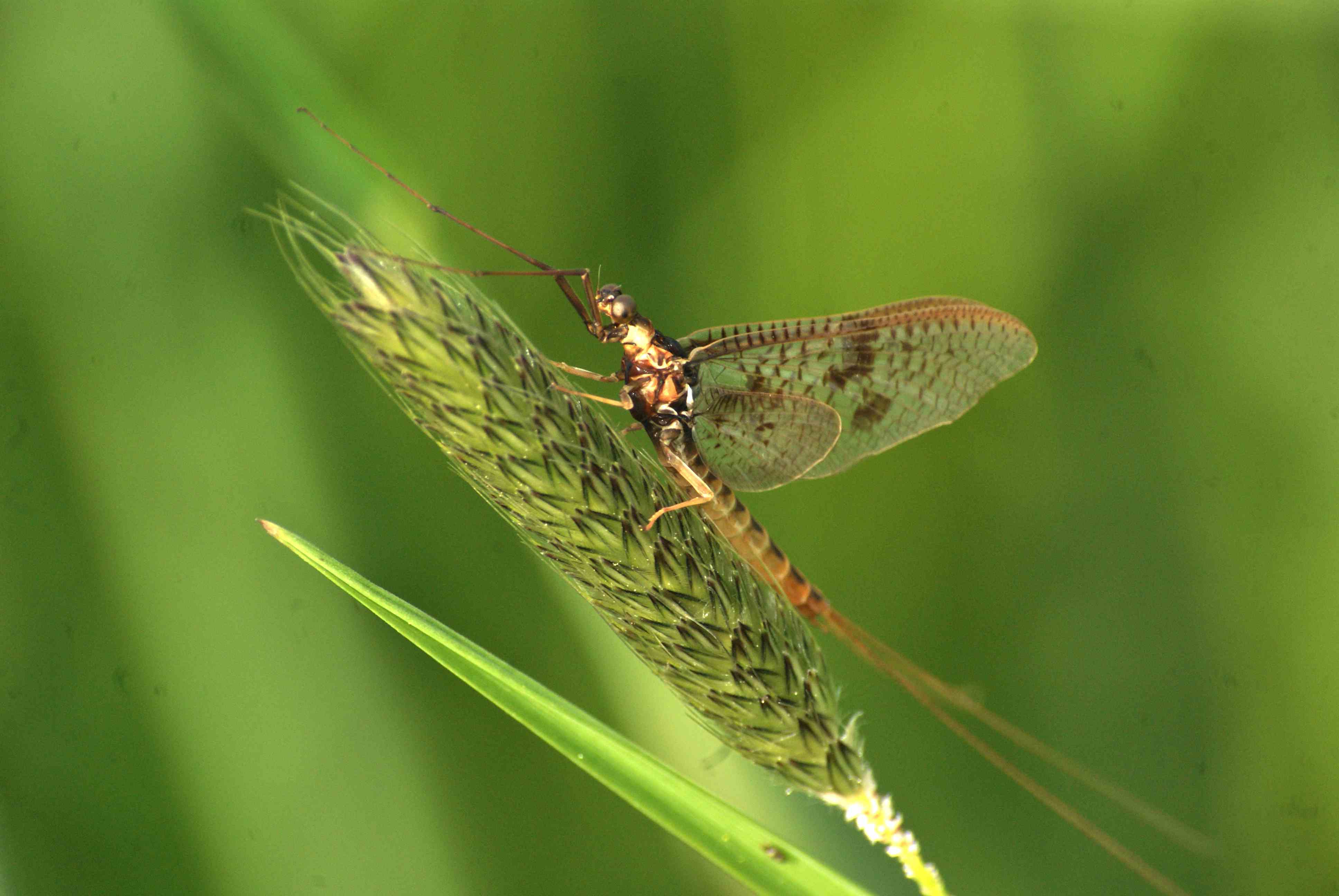 Autres Insectes De France Quel Est Cet Animal