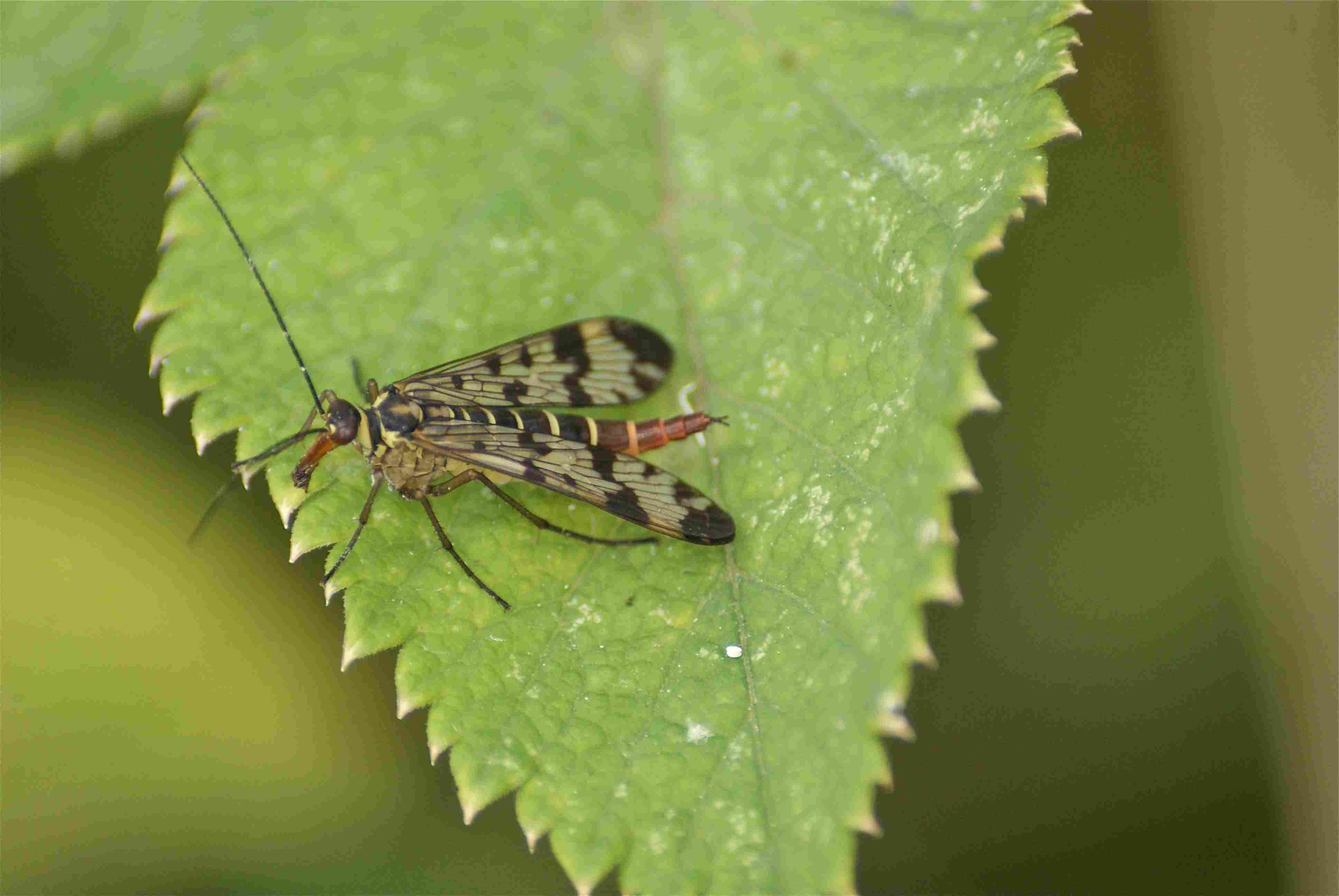 La mouchescorpion