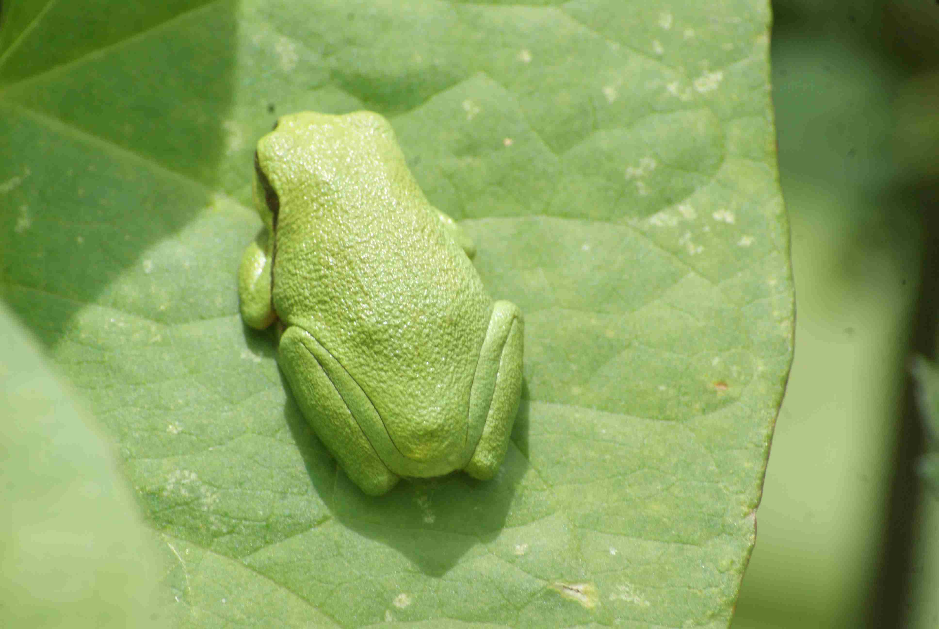 La verte Quel est cet animal