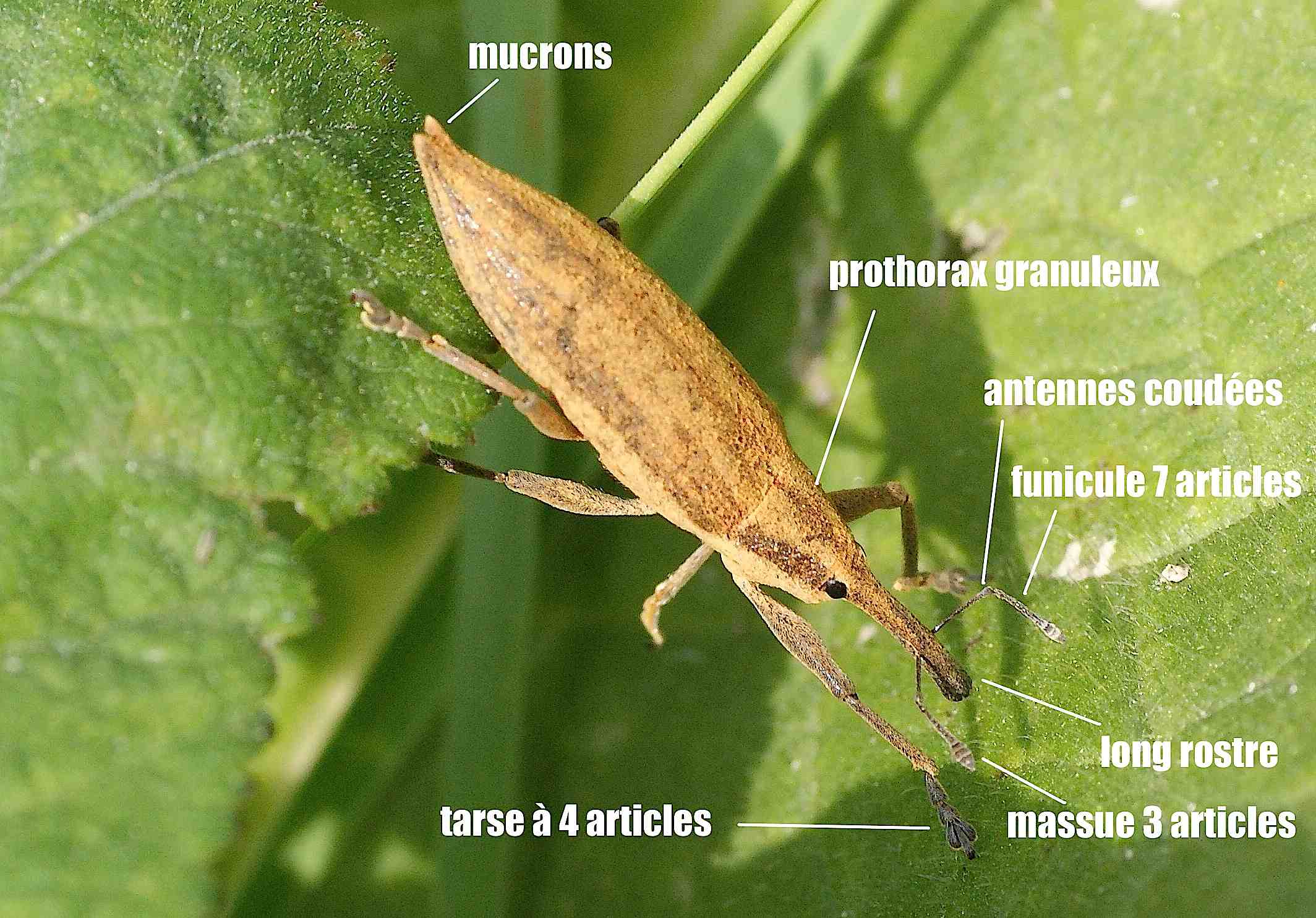 Lixus iridis - Quel est cet animal