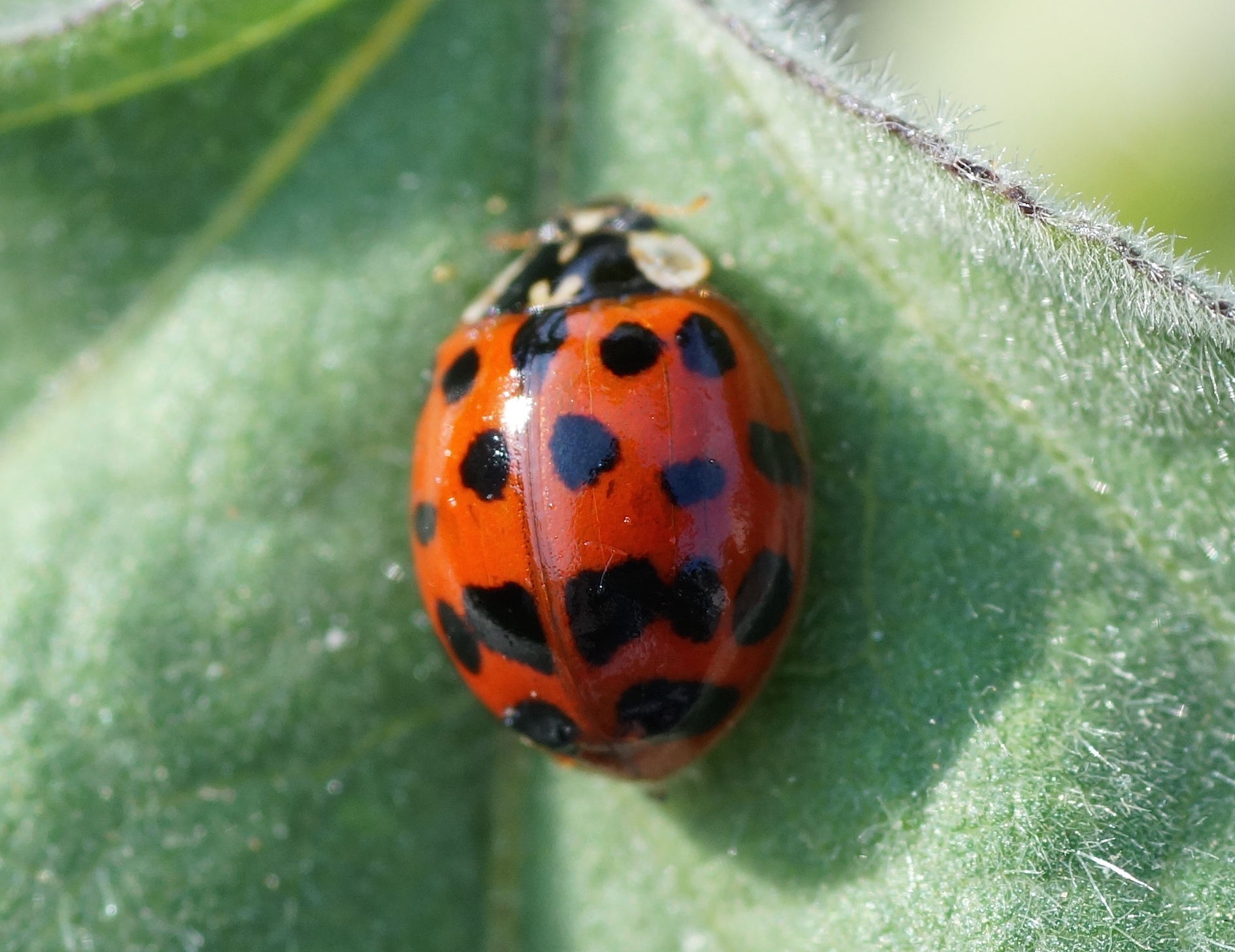 La Coccinelle Asiatique Quel Est Cet Animal la-coccinelle-asiatique-quel-est-cet-animal