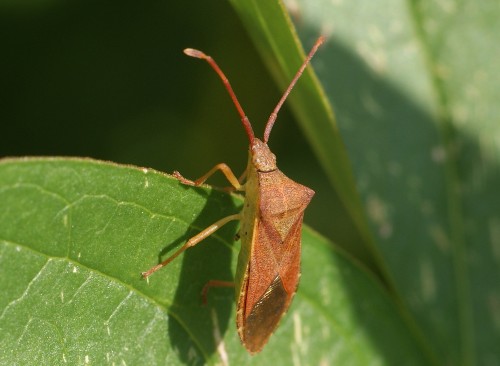 Gonocerus acuteangulatus