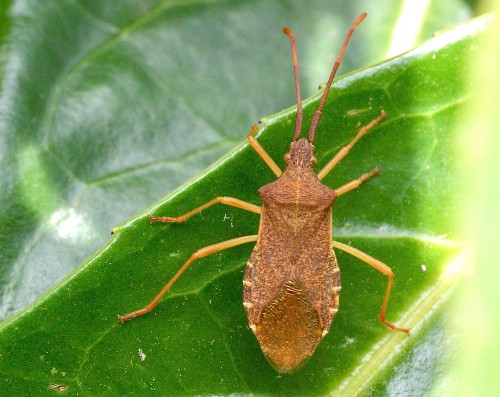 Gonocerus acuteangulatus