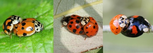 couples de coccinelles asiatiques