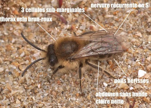 colletes cunicularius07