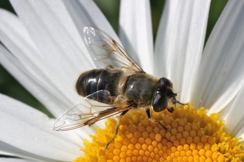 Eristalis tenax