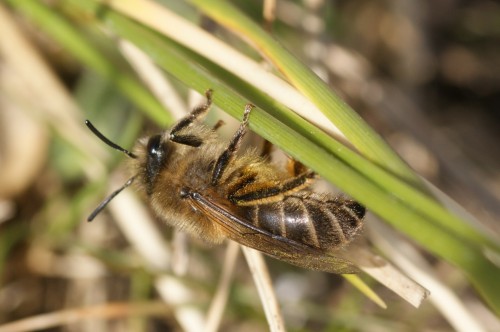 Colletes cunicularius