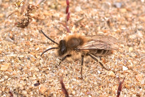 Colletes cunicularius