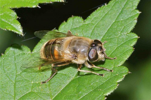 Eristalis tenax