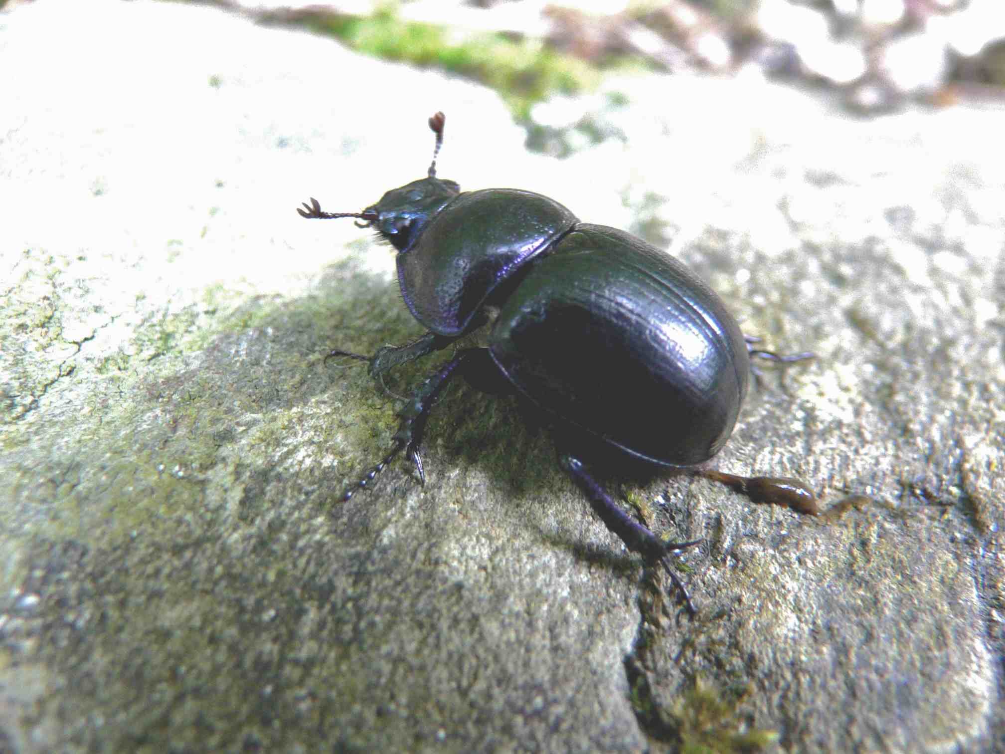 scarabée noir brillant Archives Quel est cet animal — free download