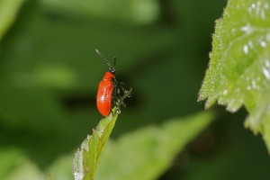 Lilioceris lilii