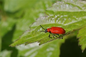Lilioceris lilii
