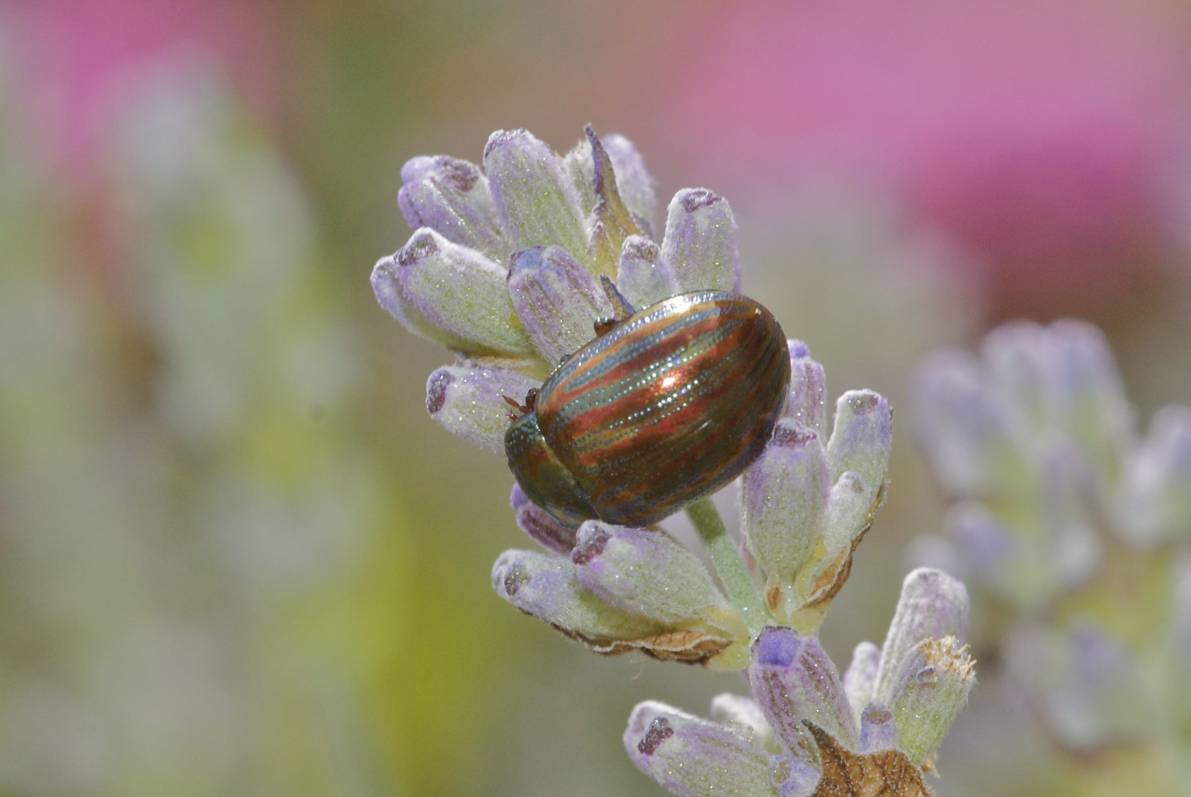 Insecte Romarin La chrysomèle du romarin - Quel est cet animal