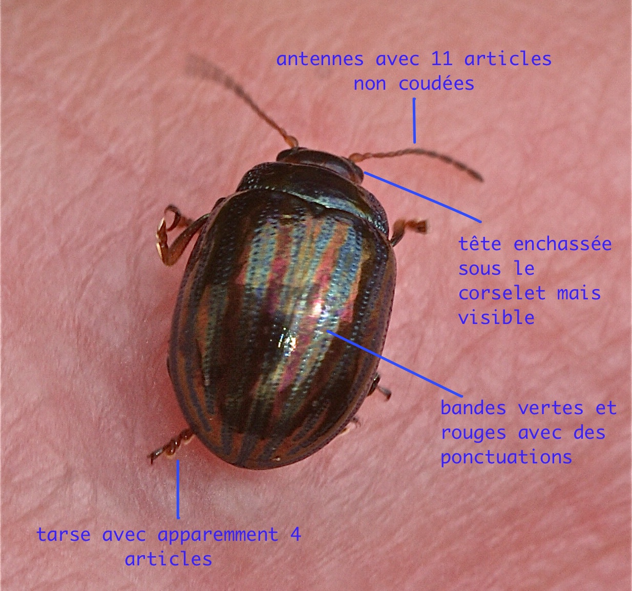 Insecte Romarin La chrysomèle du romarin - Quel est cet animal