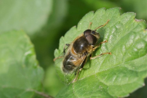 Eristalis pertinax