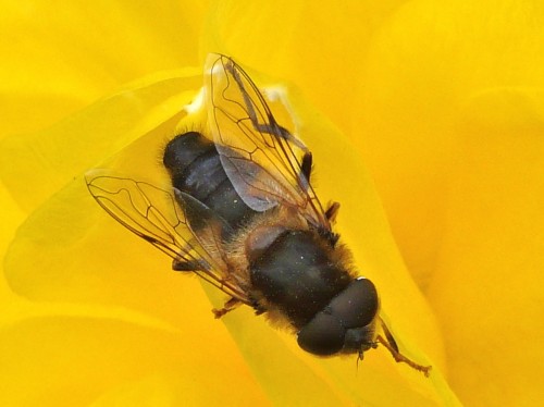 Eristalis pertinax