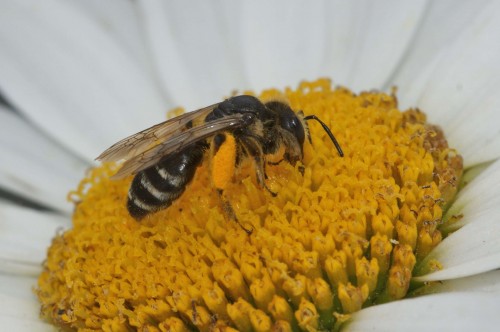 Andrena flavipes