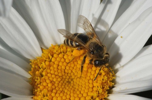 Andrena flavipes