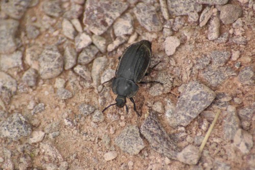 Silpha tristis