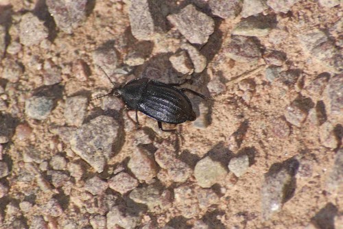 Silpha tristis