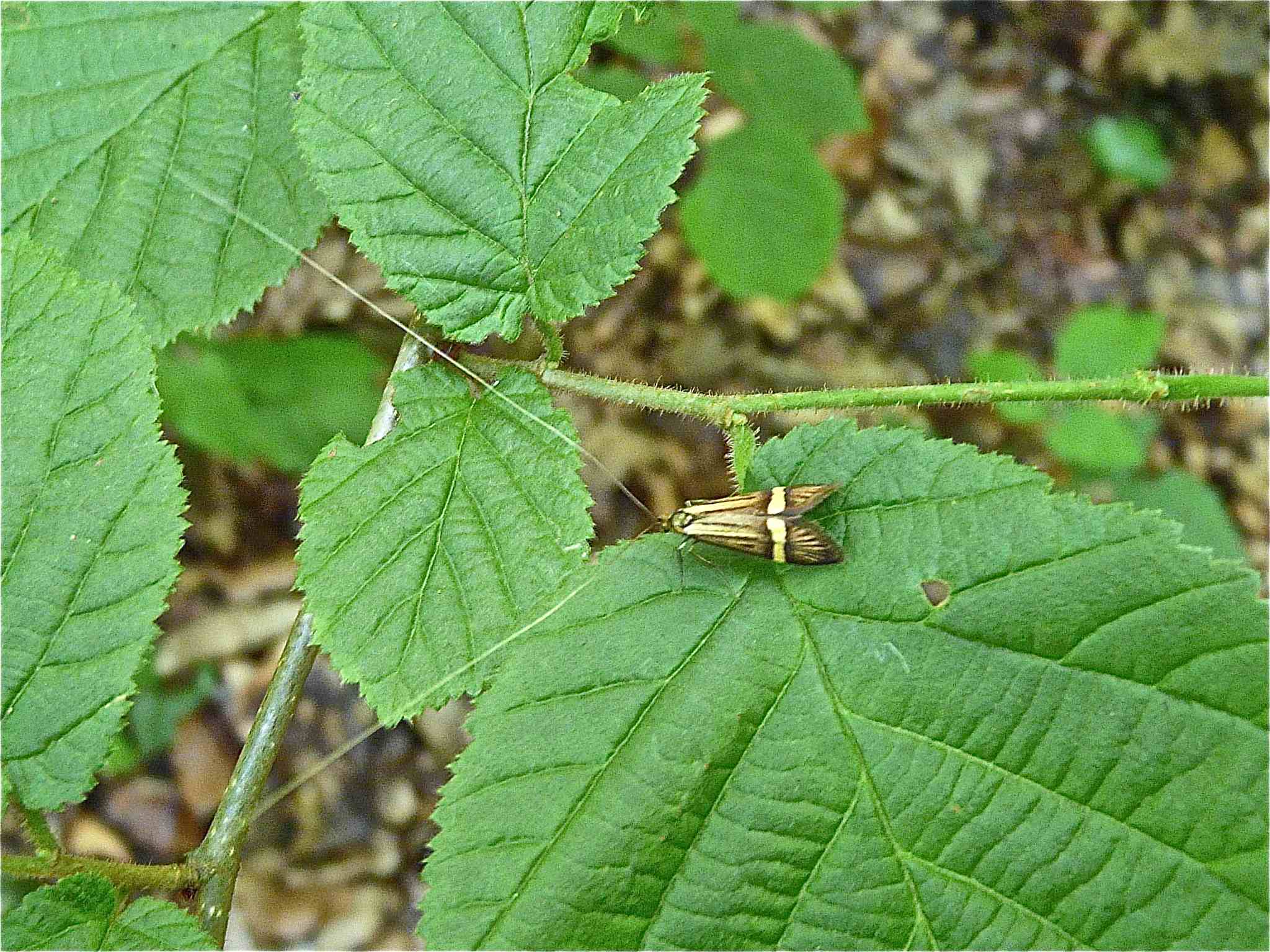 papillon brun Archives Quel est cet animal