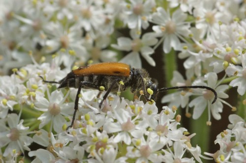Paracorymbia fulva