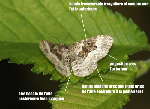 mélanippe de l'alchémille