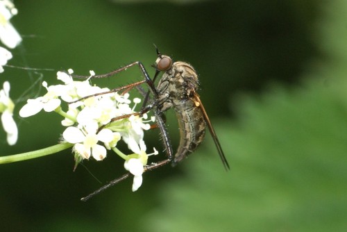 Empis tessellata