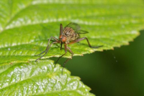 empis marqueté