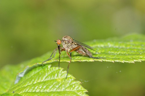 Empis tessellata