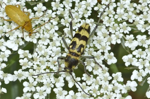 Chlorophorus varius
