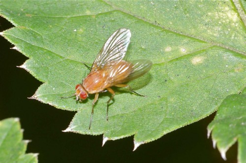 Phaonia pallida