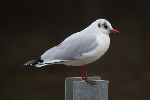 Larus ridibundus (hiver)