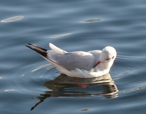 mouette rieuse