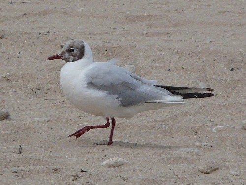 mouette rieuse