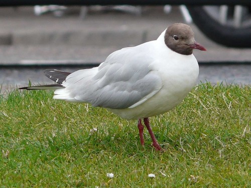 Larus ridibundus (été)