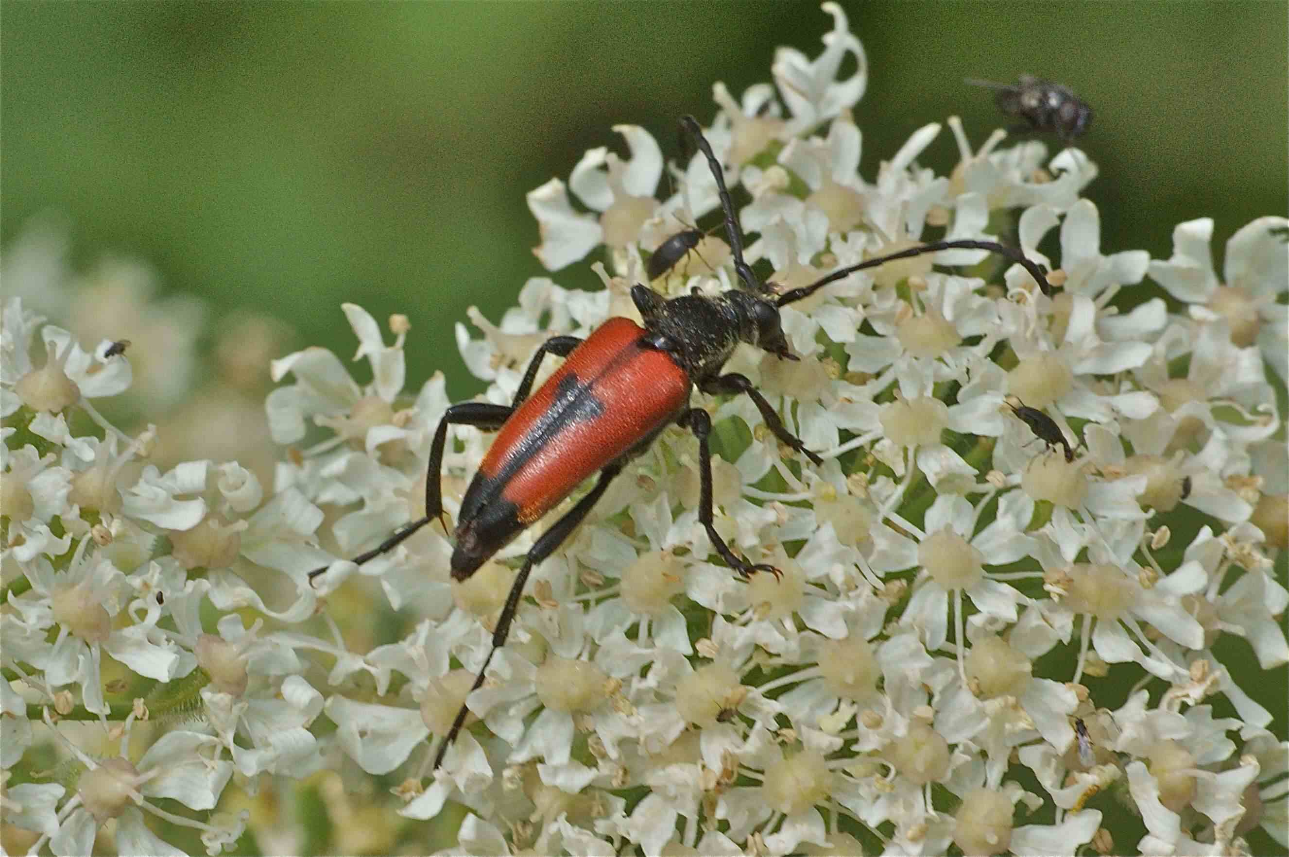 La cétoine dorée - Quel est cet animal ?