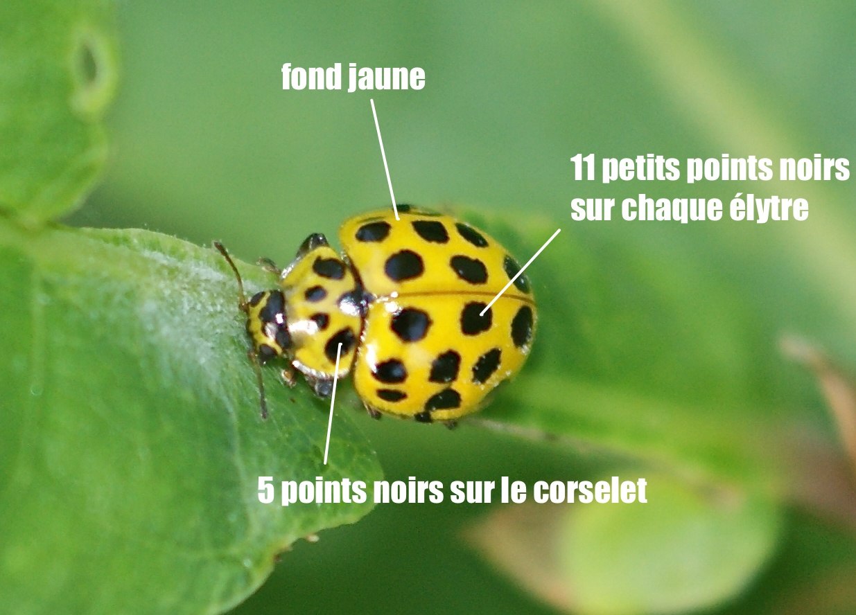 coccinelle jaune à points noirs Archives Quel est cet animal