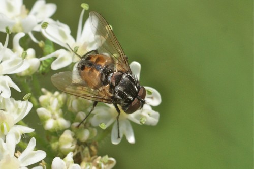 Graphomya maculata, mâle