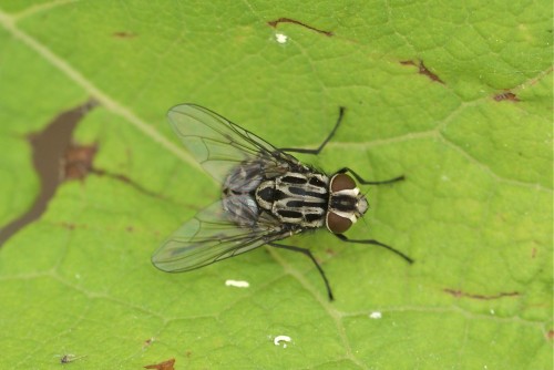 Graphomya maculata, femelle