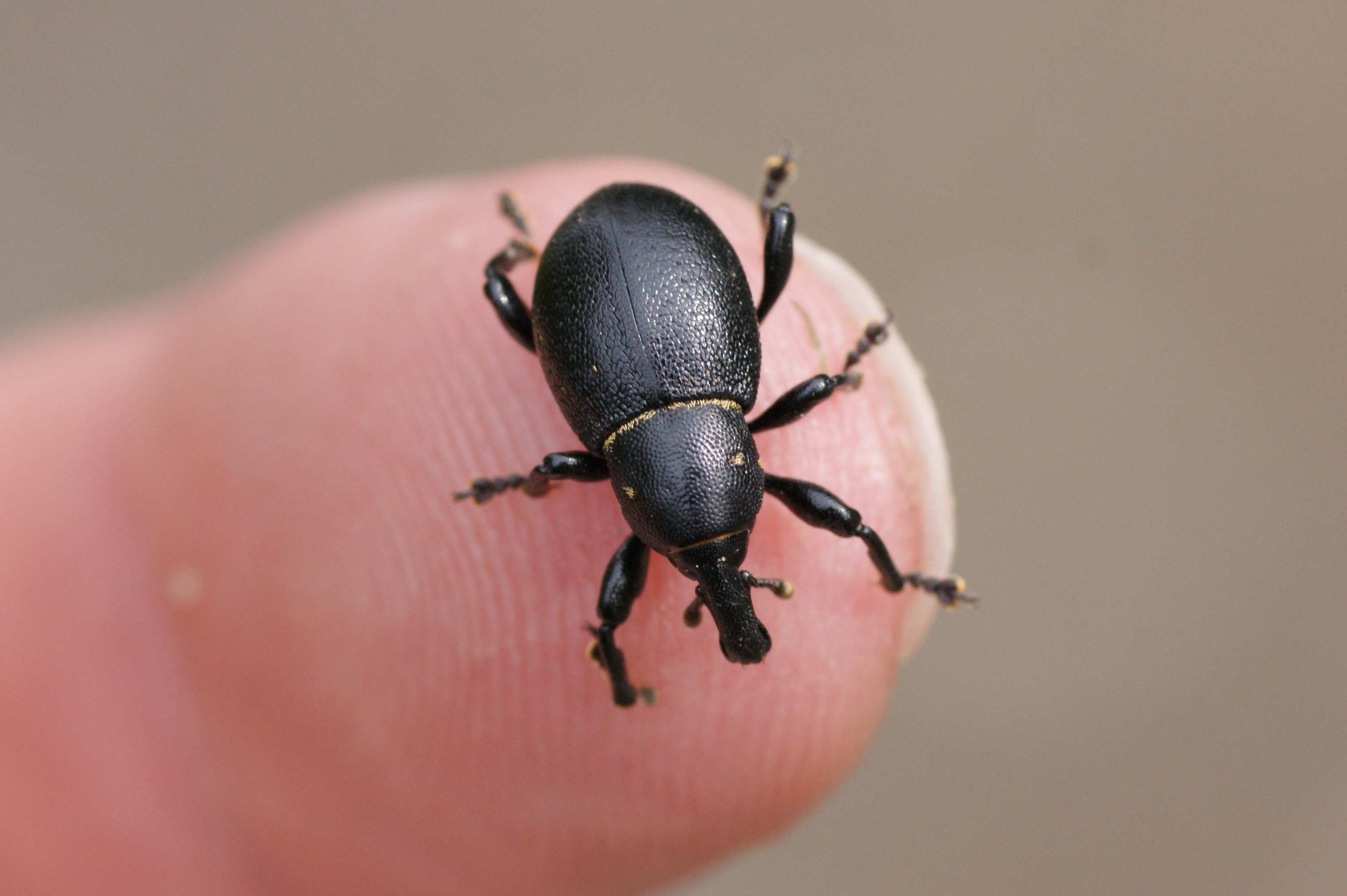 Le charançon couronné Quel est cet animal