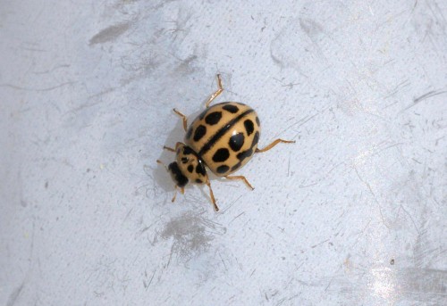 Tytthapsis sedecimpunctata