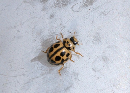 Coccinelle à 16 points