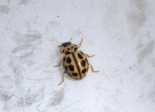 Tytthapsis sedecimpunctata